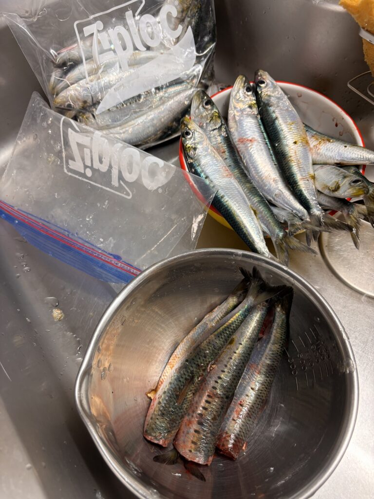 イワシ　下処理