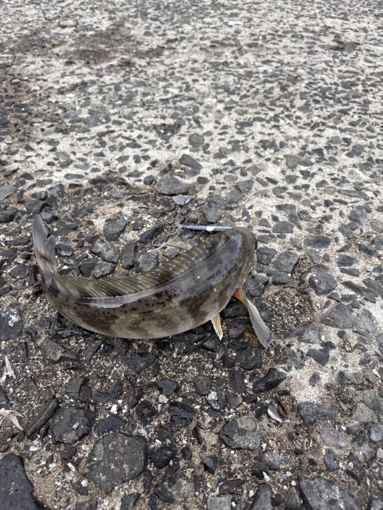 岩内港で釣れたホッケ