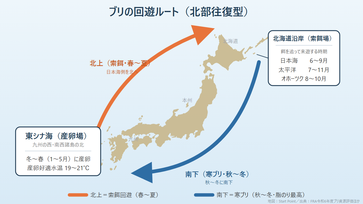 北海道 ショアブリ 回遊ルート 東シナ海 産卵場 北部往復型 図解