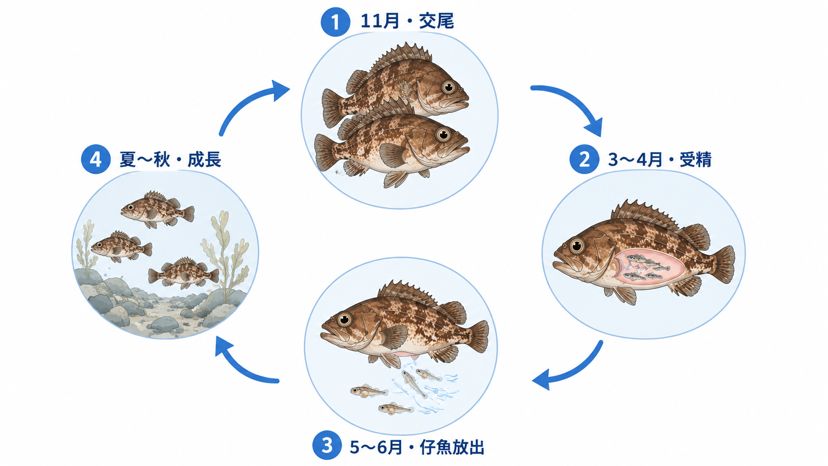 エゾメバル 卵胎生 繁殖サイクル 産卵 北海道