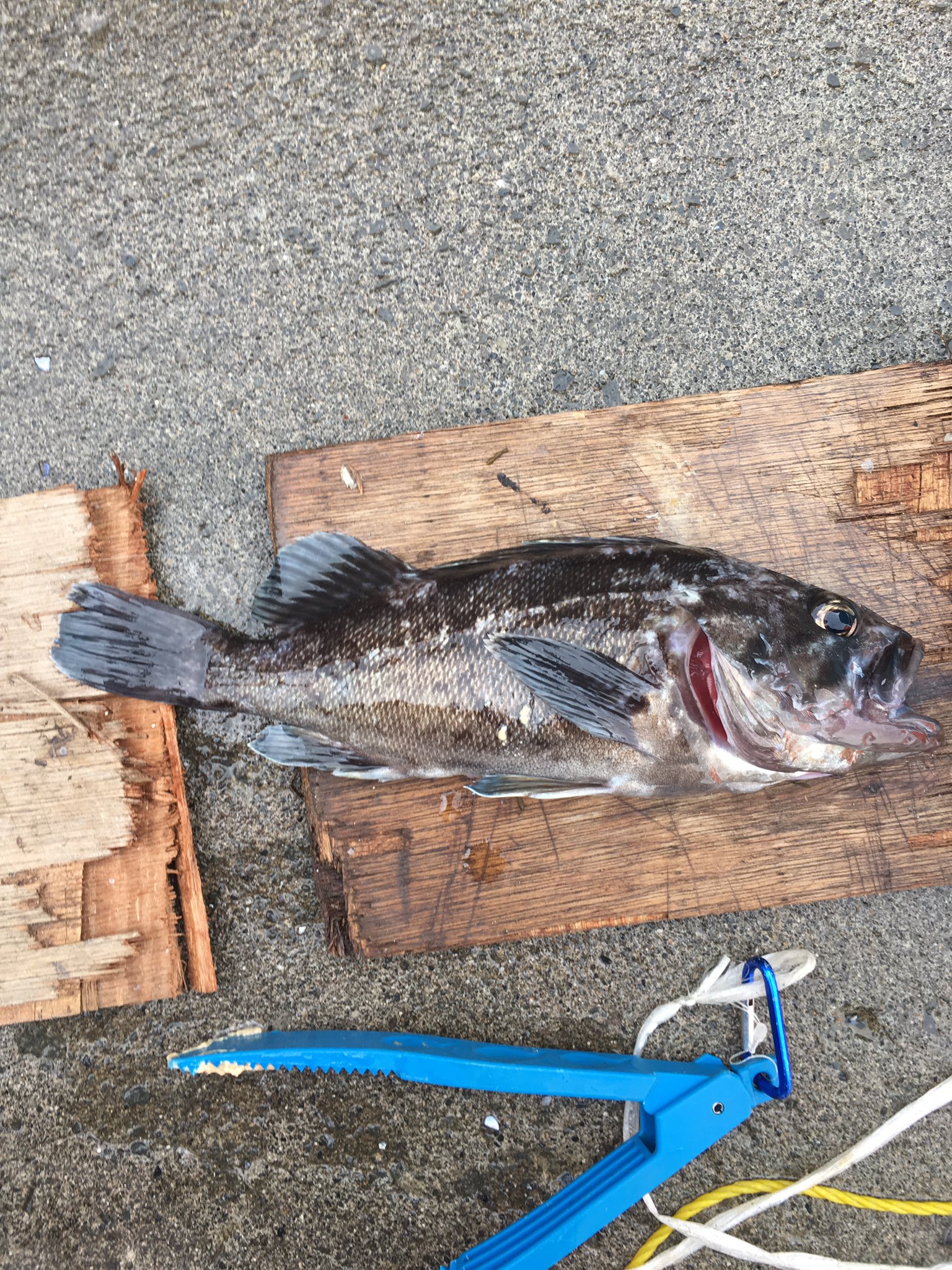 北海道 ショア クロソイ 実釣 ソイ 見分け方