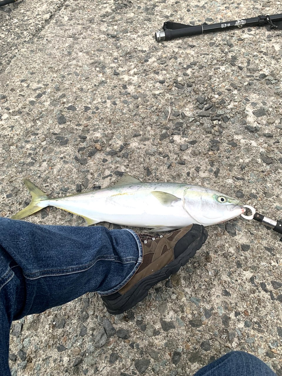 北海道 岩内港 イナダ ショアジギング 堤防 釣果