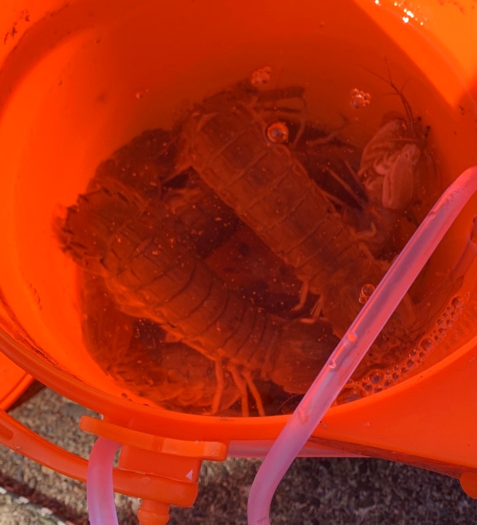 北海道 小樽 シャコ 活かして持ち帰り エアーポンプ バケツ 海水